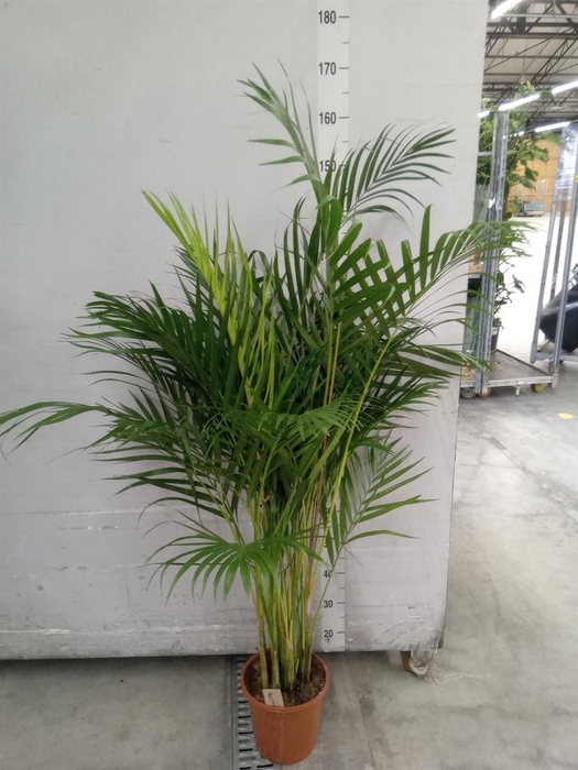 <h4>Dypsis lutescens   ...Chrysalidoca</h4>
