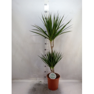 Dracaena marg.