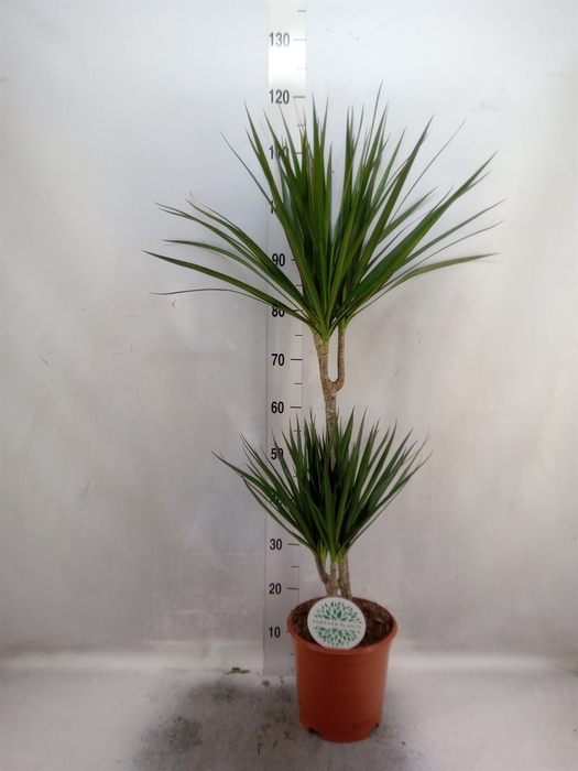 Dracaena marg.