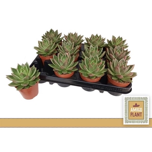 Echeveria Miranda 8,5Ø 11cm