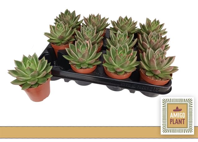 Echeveria Miranda 8,5Ø 11cm