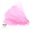 Dried Ostrich Feather Light Pink Big