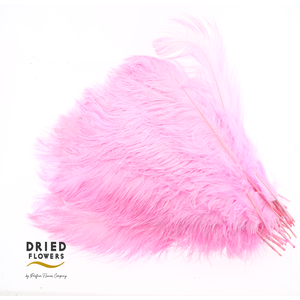 Dried Ostrich Feather Light Pink Big