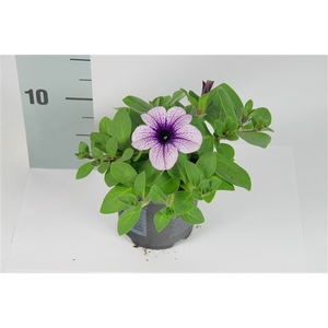 Petunia purple vein