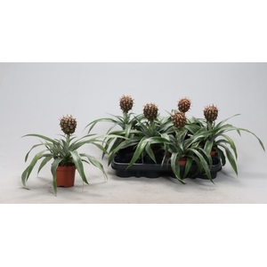 ANANAS ROSITA