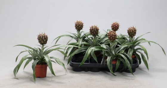 <h4>ANANAS ROSITA</h4>