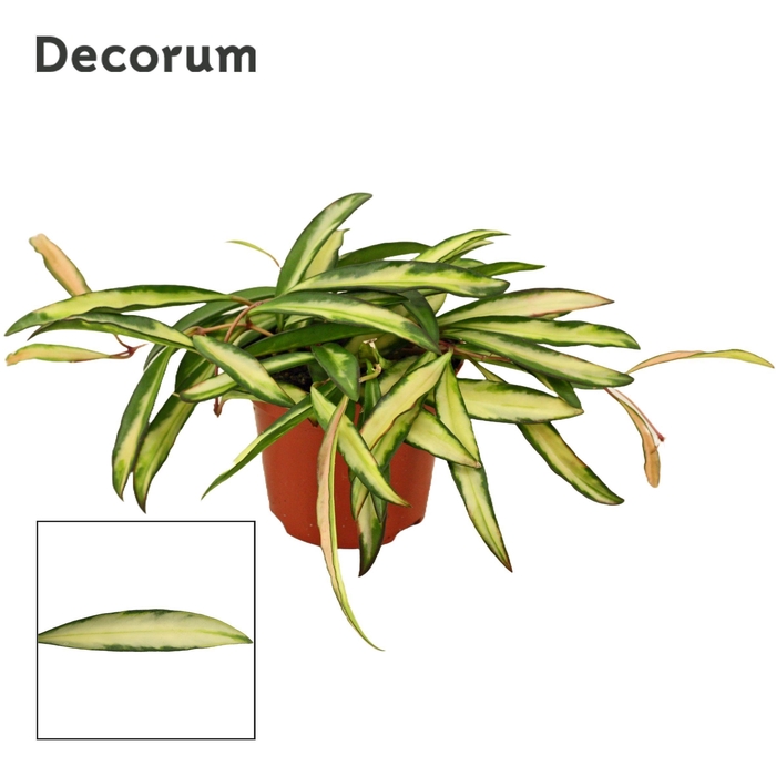 <h4>Hoya Wayetii 9 cm Tricolor (Decorum)</h4>