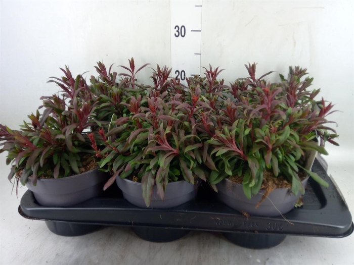 <h4>Gaura lindheimeri 'Gaudi Rose'</h4>