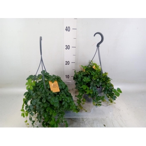 Parthenocissus  'Sugar Vine'