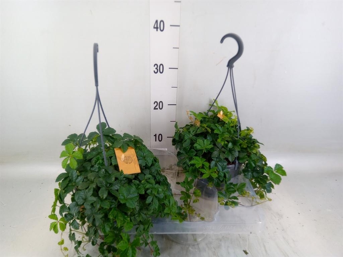 <h4>Parthenocissus  'Sugar Vine'</h4>