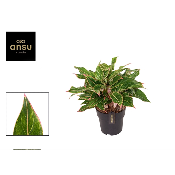 <h4>Aglaonema Jungle Light</h4>