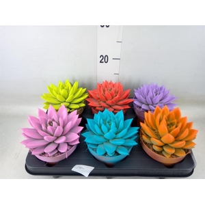 Echeveria  'Miranda'