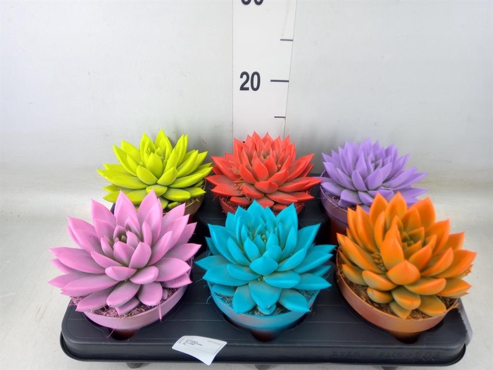 <h4>Echeveria  'Miranda'</h4>