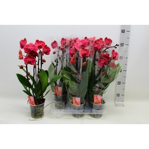 PHAL EL CASCADE