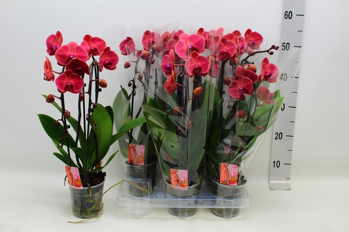 <h4>PHAL EL CASCADE</h4>
