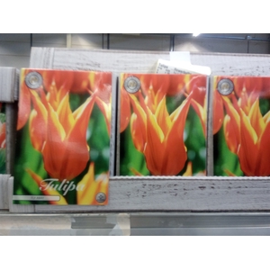 Tulipa   ...flowerbulbs