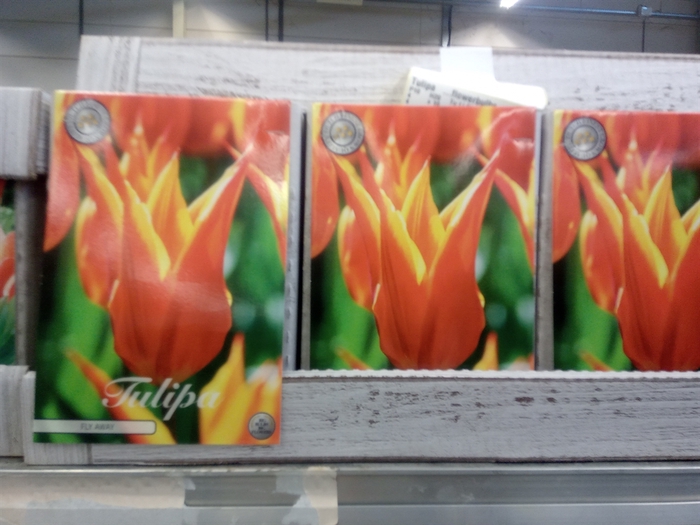 <h4>Tulipa   ...flowerbulbs</h4>