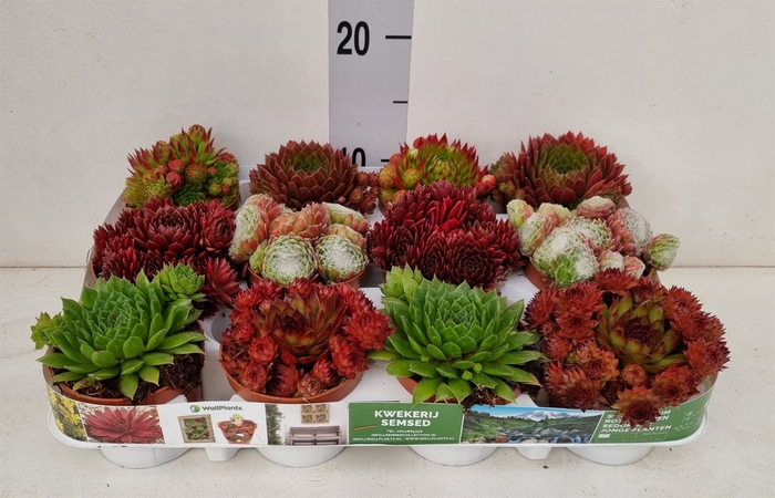 <h4>Sempervivum   ...</h4>