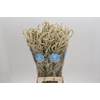 Amaranthus Yearming Desert