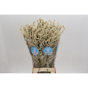 Amaranthus Yearming Desert