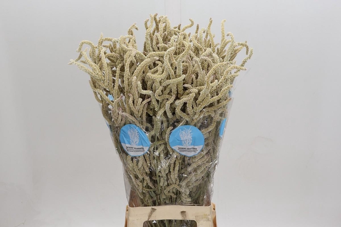 <h4>Amaranthus Yearming Desert</h4>