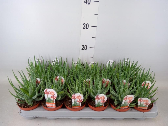 <h4>Aloe humilis</h4>