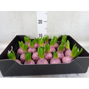 Hyacinthus orie.   ...waxed H%