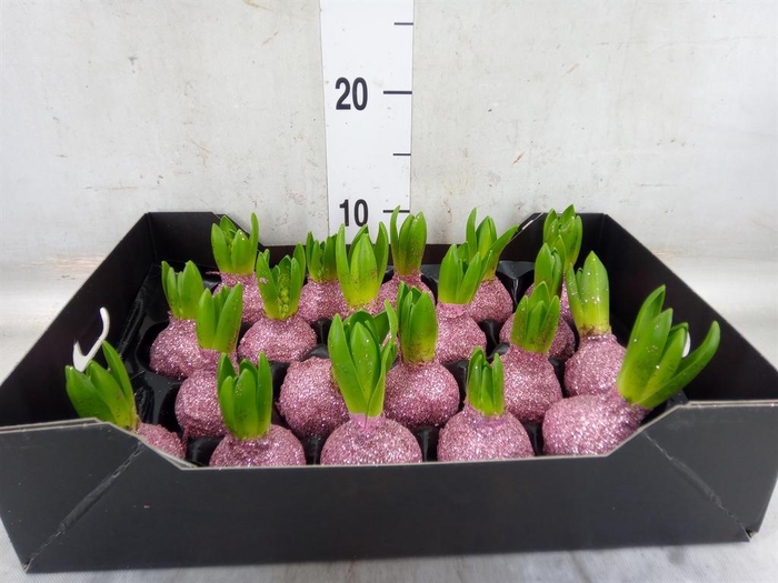 <h4>Hyacinthus orie.   ...waxed H%</h4>