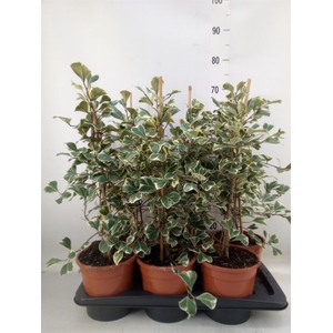 Ficus triangularis 'Sweetheart'