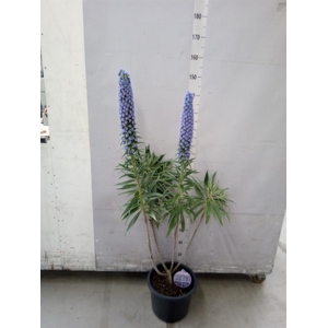 Echium webbii