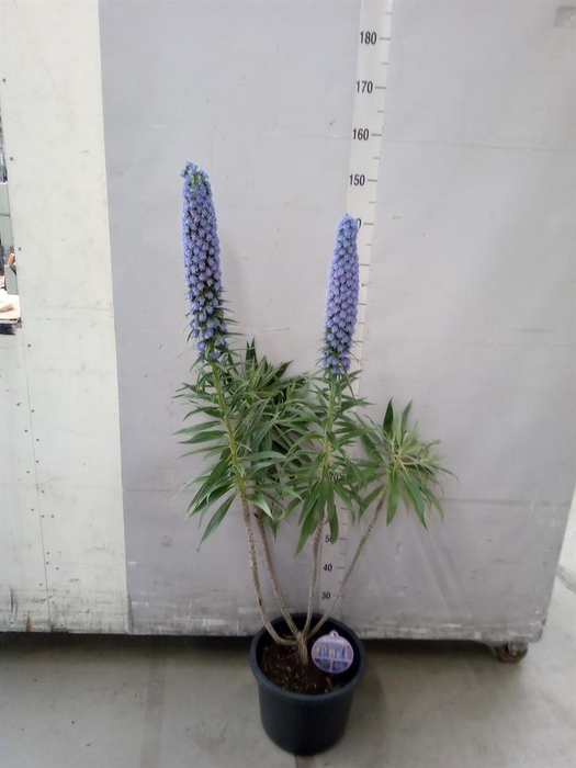 <h4>Echium webbii</h4>