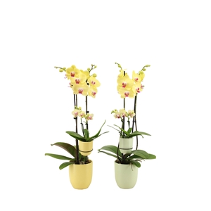 Hugo Citrus/Green Phal Geel 2T + Tiny Dolls 2T