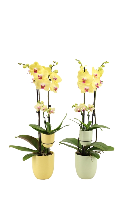 <h4>Hugo Citrus/Green Phal Geel 2T + Tiny Dolls 2T</h4>