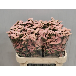 LIM S SIN HO APRICOT