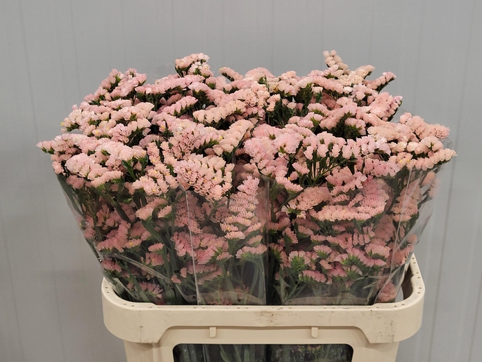 <h4>LIM S SIN HO APRICOT</h4>