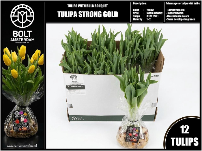 <h4>TU EN STRONG GOLD</h4>