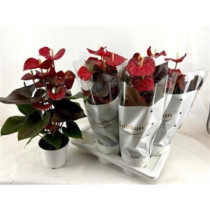 Anthu A Coral Champi 8-10 Bloemen+