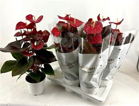 <h4>Anthu A Coral Champi 8-10 Bloemen+</h4>