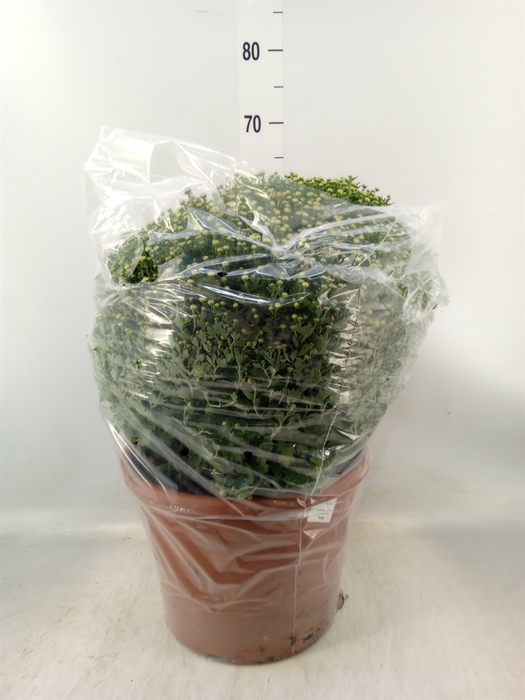 <h4>Chrysanthemum   ..GR</h4>