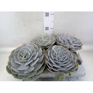 Echeveria  'Pollux'