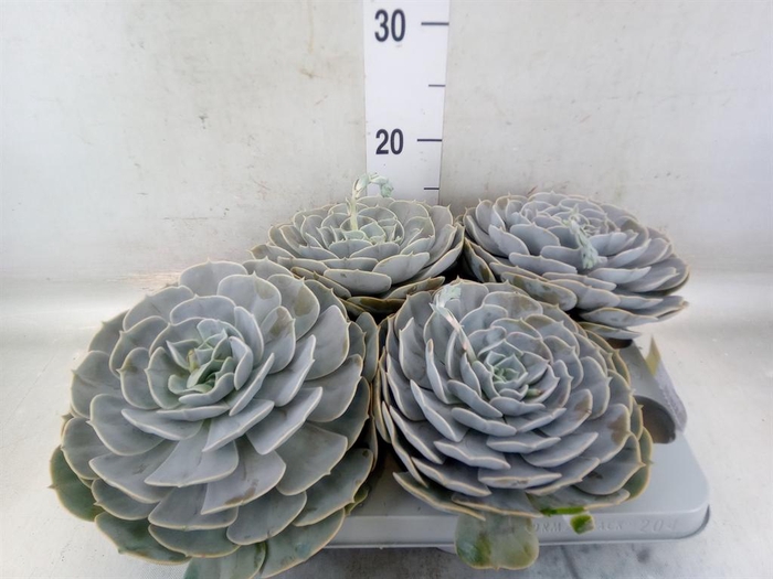 <h4>Echeveria  'Pollux'</h4>