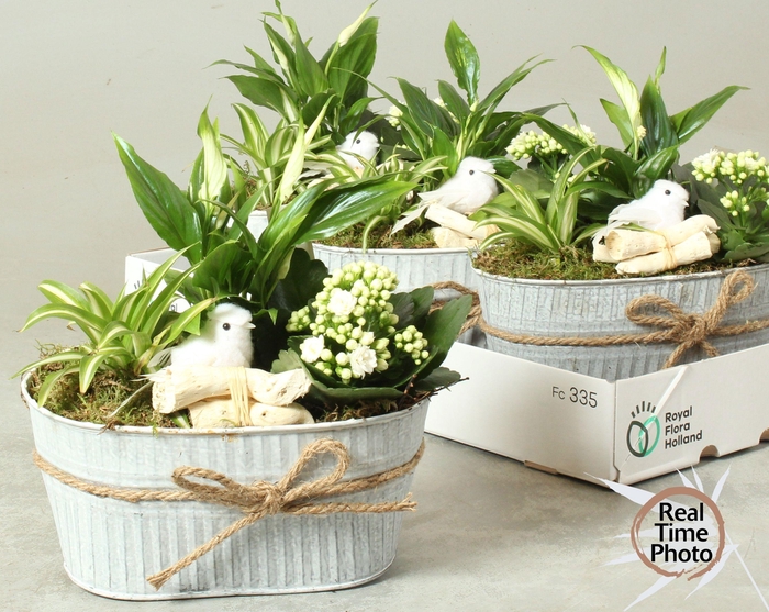 <h4>ARR KAMERPL</h4>