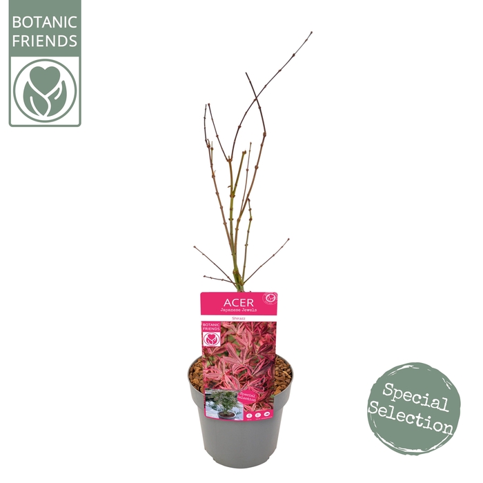 <h4>Acer palm. 'Shirazz' PREMIUM</h4>