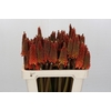 Kniphofia Alcazar