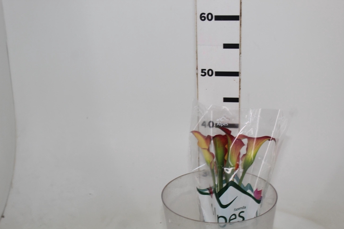 <h4>CALLA TRINITY</h4>