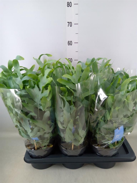 <h4>Phlebodium aureum 'Blue Star'</h4>