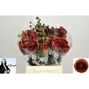Ran Elegance Chocolate Egmond