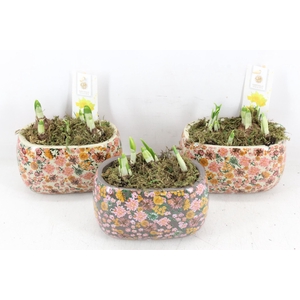 arr4 Narcis FL - Late fashion ovaal