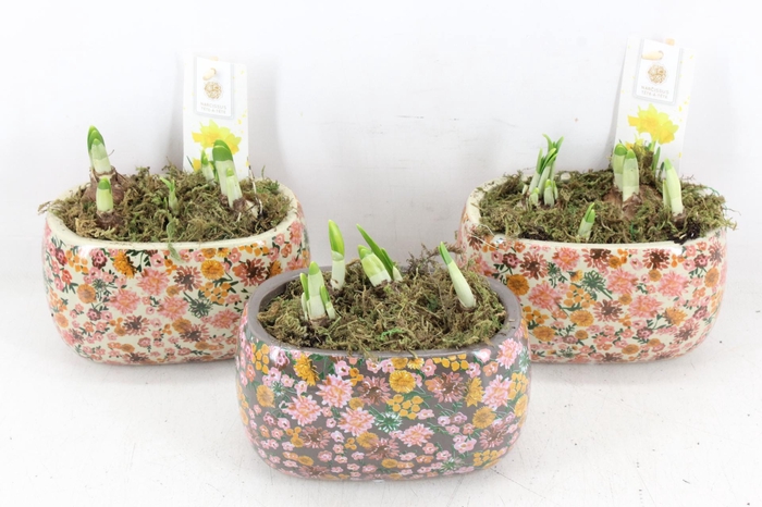 <h4>arr4 Narcis FL - Late fashion ovaal</h4>