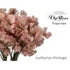 LATHYR VINTAGE